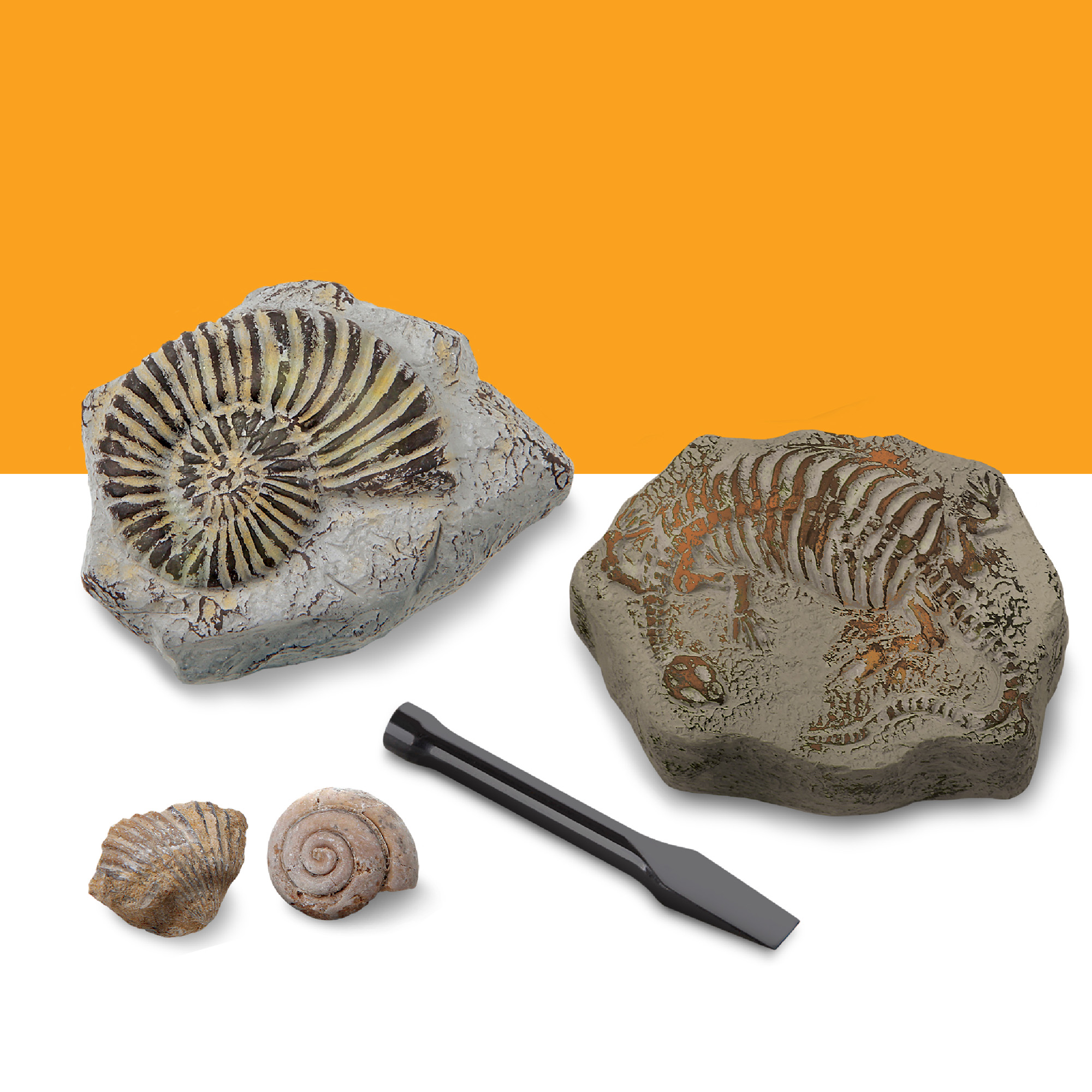 Kit Paleontologo con 2 mini fossili