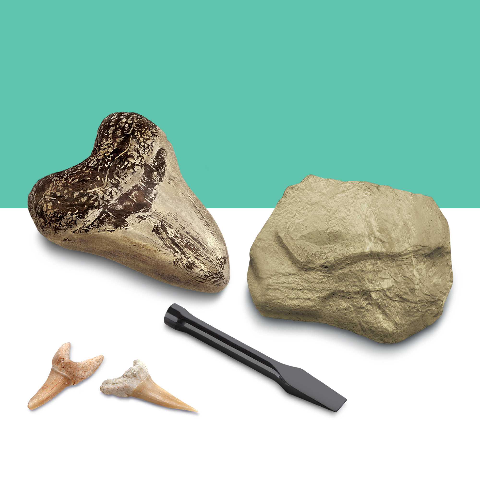 Kit Paleontologo con 2 denti di squalo